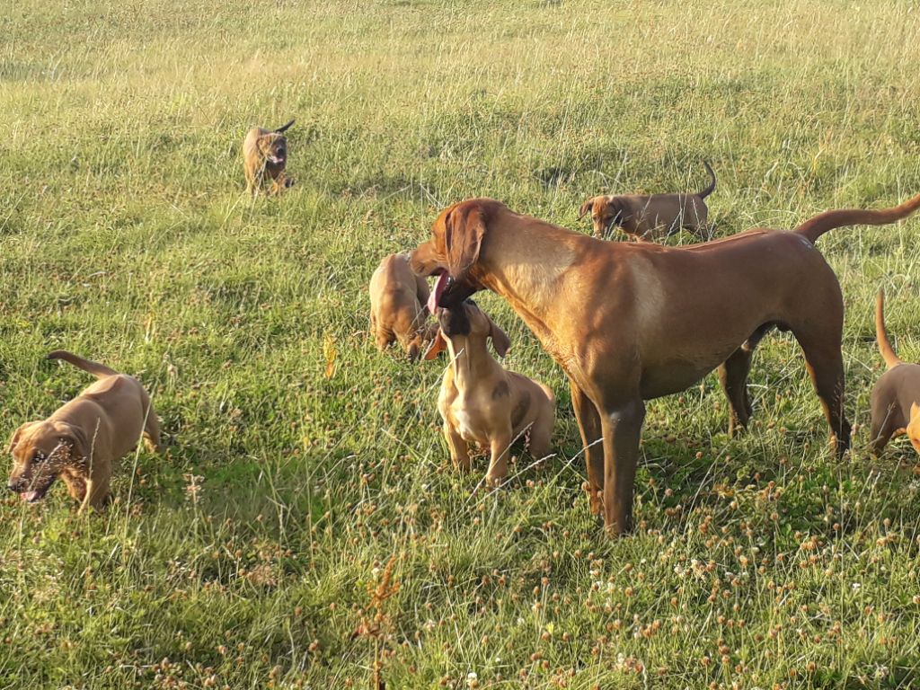 chiot Rhodesian Ridgeback Marafiki