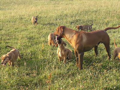 Marafiki - Rhodesian Ridgeback - Portée née le 24/06/2022