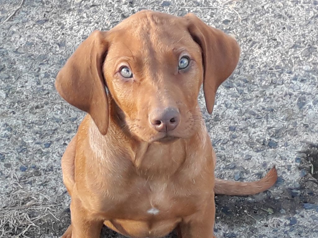 Marafiki - Chiots disponibles - Rhodesian Ridgeback